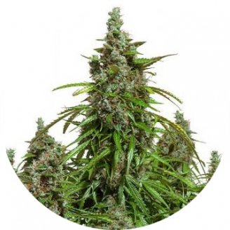 Купить семена конопли Mazar Auto Fem.